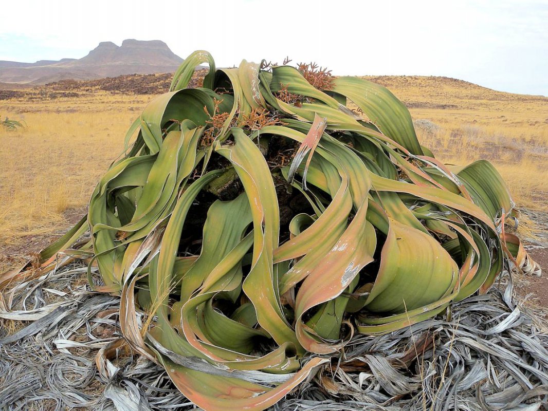 Welwitschia mirabilis, Une plante peut-être éternelle! Parc National de la Côte des Squelettes, Namibie. 
